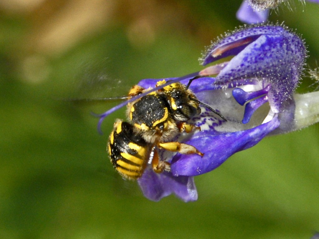 Apidae Megachilinae su un fiore di menta